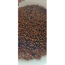 Bibit Tumbuhan Pueraria Javanica (PJ)