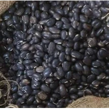 Bibit Tumbuhan Mucuna Bracteata (MB) ex India